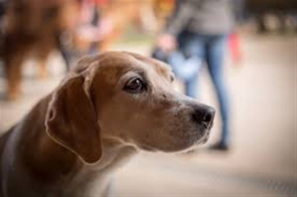 Michigan Senate Bill 663:  Michigan cracks down on fake emotional support animals