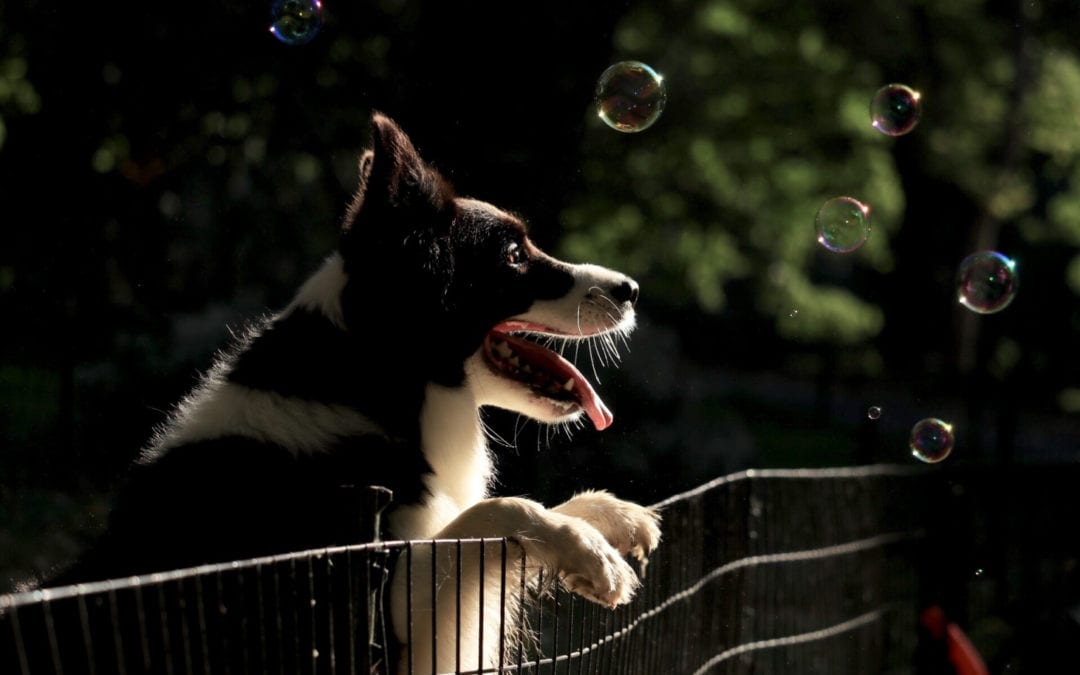 Dog chasing bubbles - Hirzel Law